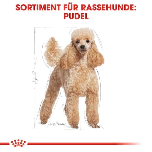 Royal Canin Poodle Adult | Confezione Doppia | 2 x 500 g | Alimento secco per Barboncini adulti | Per sostenere il pelo e il tono muscolare | Per cani a partire da 10 mesi di età