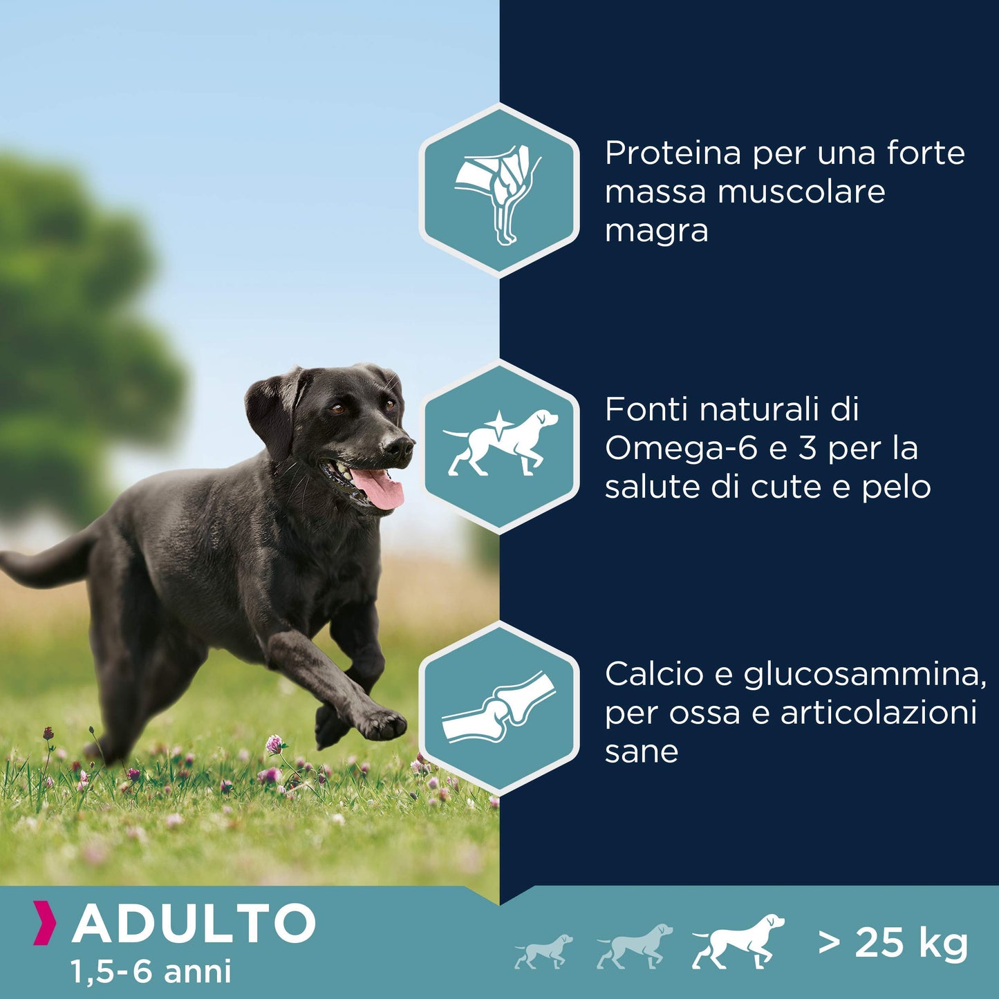 Eukanuba - Cibo premium per cani adulti di taglia grande - 100% completo ed equilibrato - Senza proteine vegetali nascoste, OGM, conservanti o aromi artificiali - 15 kg