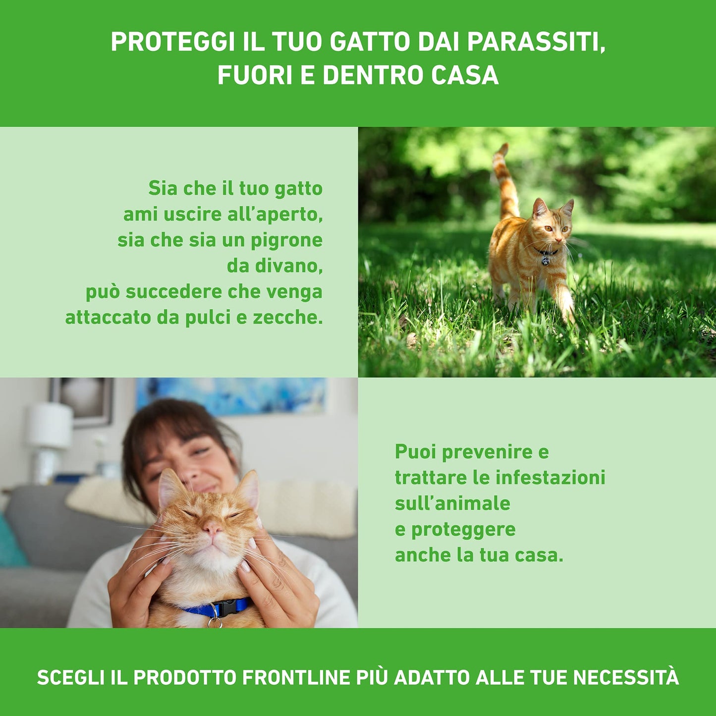 FRONTLINE Combo, 6 Pipette, Antiparassitario per Gatti, Gattini e Furetti di Lunga Durata, Protegge da Pulci, Zecche, Uova, Larve e Anche la Casa, Antipulci In Confezione da 6 Pipette da 0.5 ml