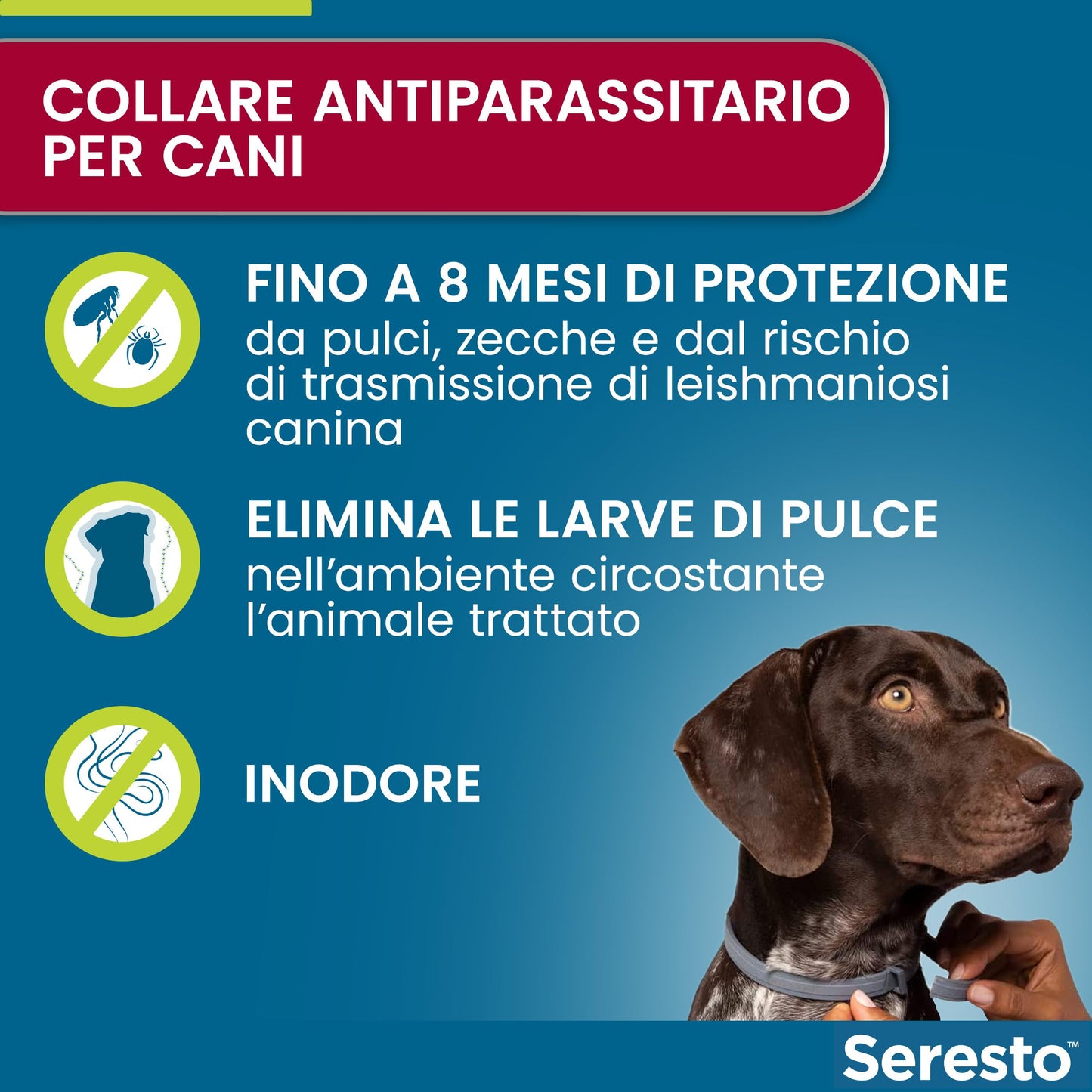 Elanco Seresto Collare antiparassitario, Per cani oltre 8 kg, Elimina pulci, zecche, pidocchi e protegge dal rischio di trasmissione, Della leishmaniosi fino a 8 mesi, 1 pezzo