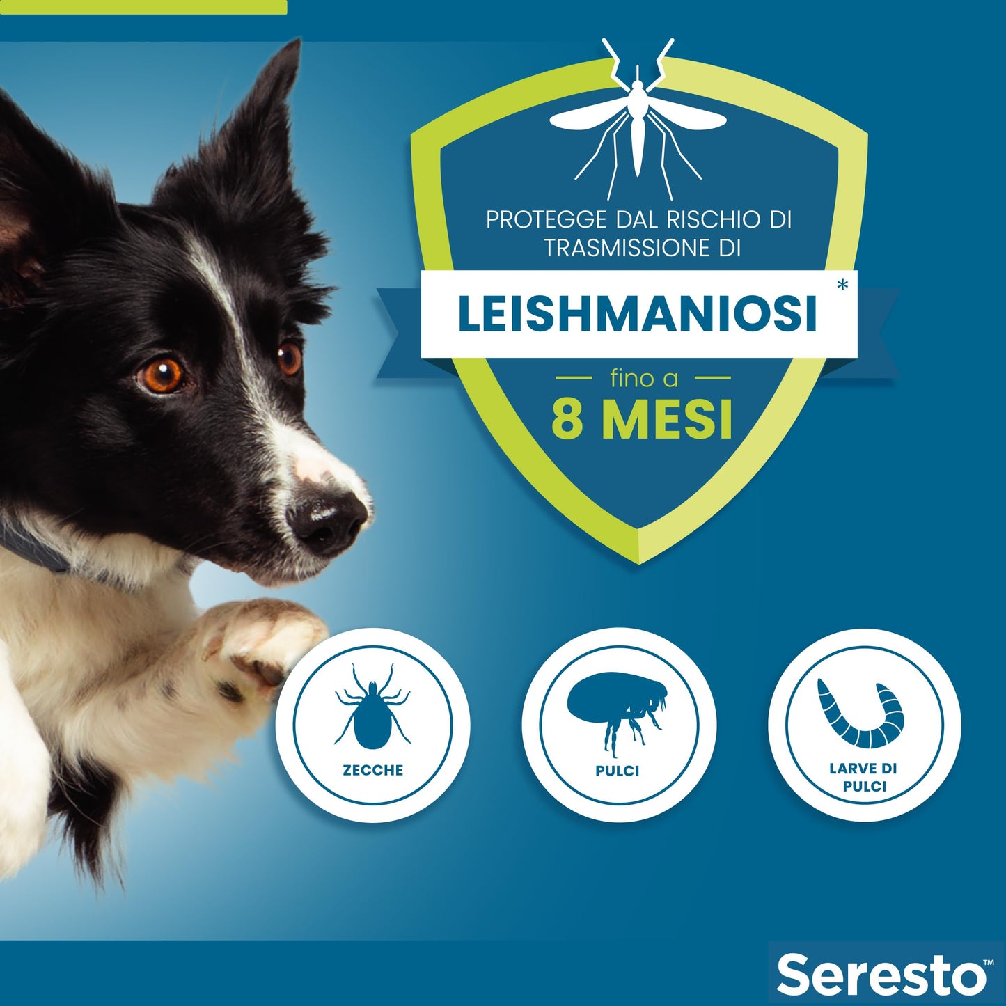 Elanco Seresto Collare antiparassitario, Per cani oltre 8 kg, Elimina pulci, zecche, pidocchi e protegge dal rischio di trasmissione, Della leishmaniosi fino a 8 mesi, 1 pezzo