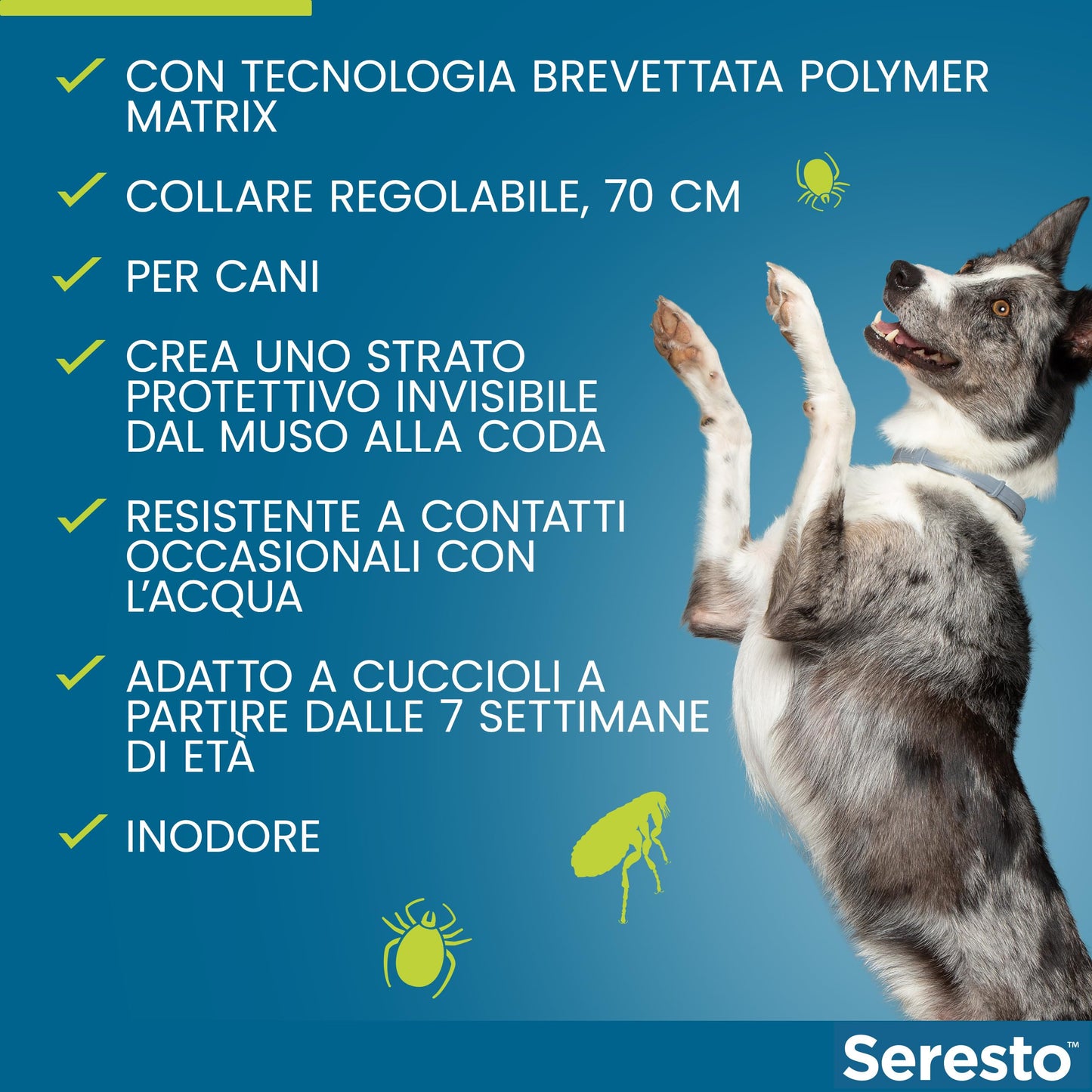 Elanco Seresto Collare antiparassitario, Per cani oltre 8 kg, Elimina pulci, zecche, pidocchi e protegge dal rischio di trasmissione, Della leishmaniosi fino a 8 mesi, 1 pezzo